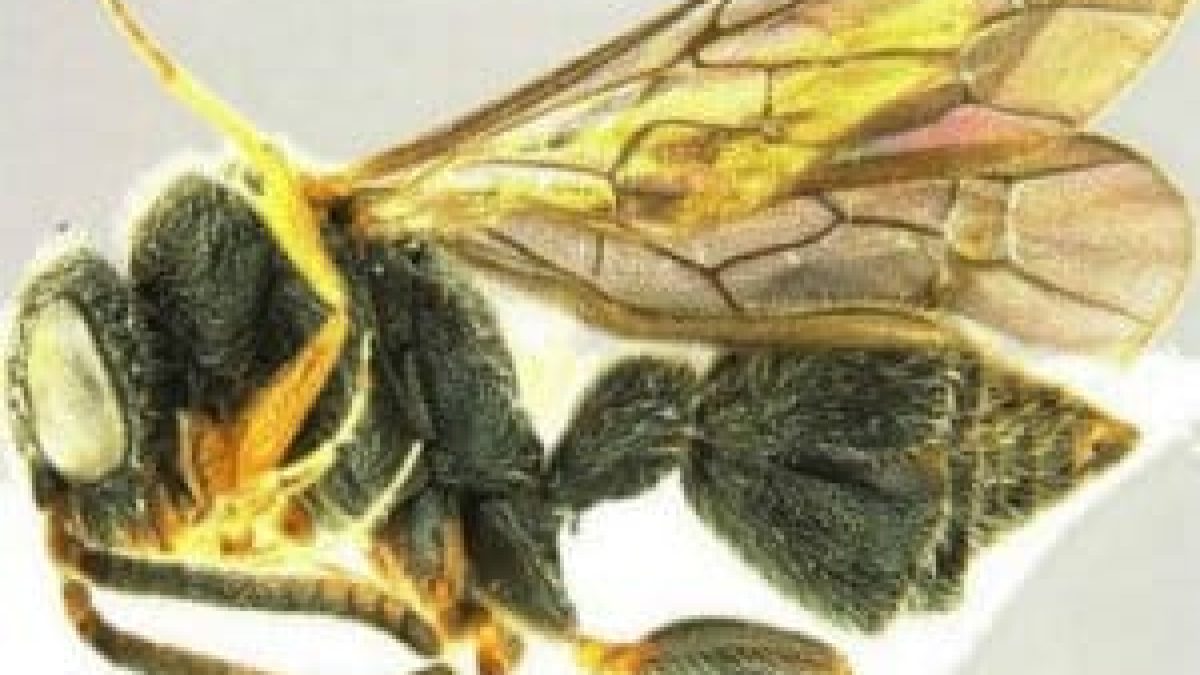 A new species of wasp from the genus Kudakrumia was found in Goa