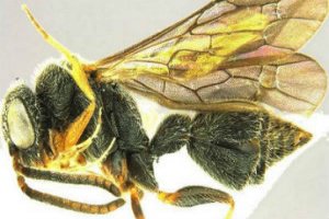 A new species of wasp from the genus Kudakrumia was found in Goa