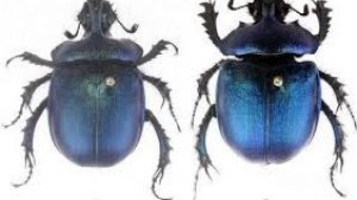 Arunachal Pradesh: New species of dung beetle found in Tawang