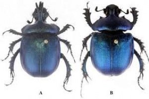 Arunachal Pradesh: New species of dung beetle found in Tawang