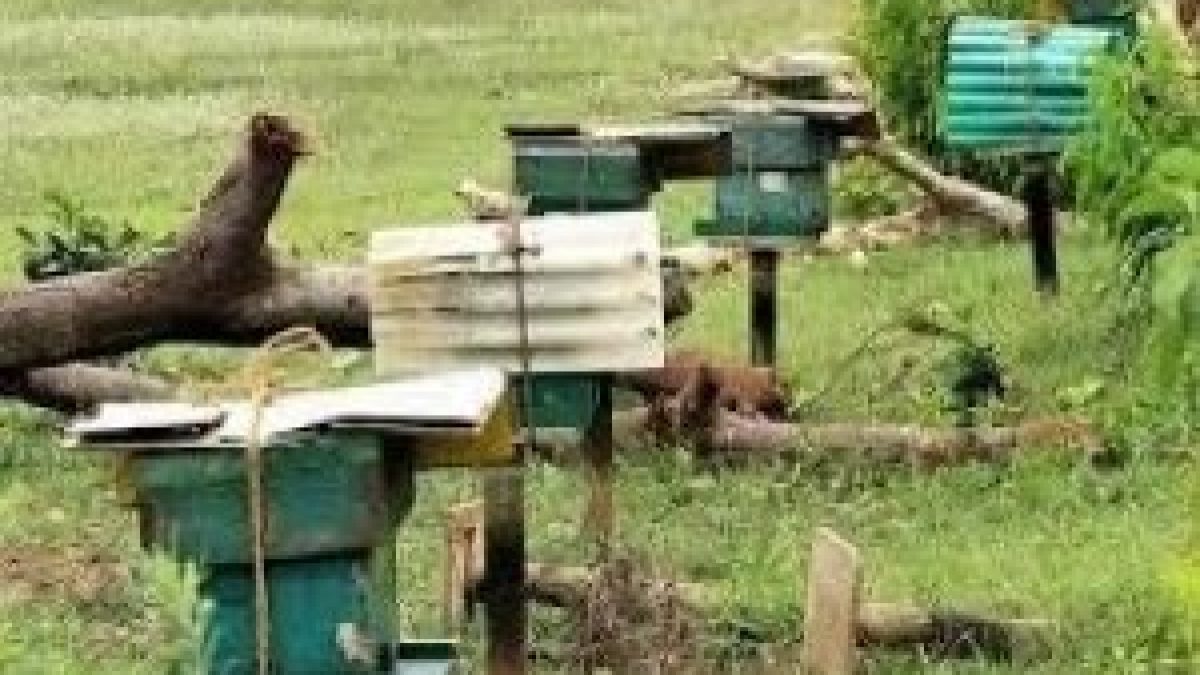 Cyclone Fani dealt a big blow to honeybees in coastal Odisha