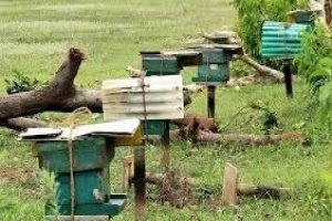 Cyclone Fani dealt a big blow to honeybees in coastal Odisha