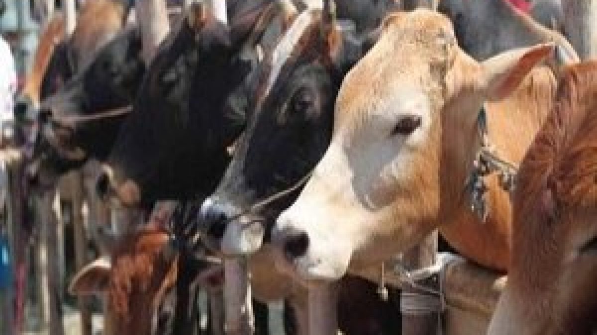 High Court declared all animals in Haryana to be 'legal persons'