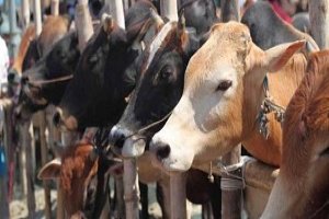 High Court declared all animals in Haryana to be 'legal persons'