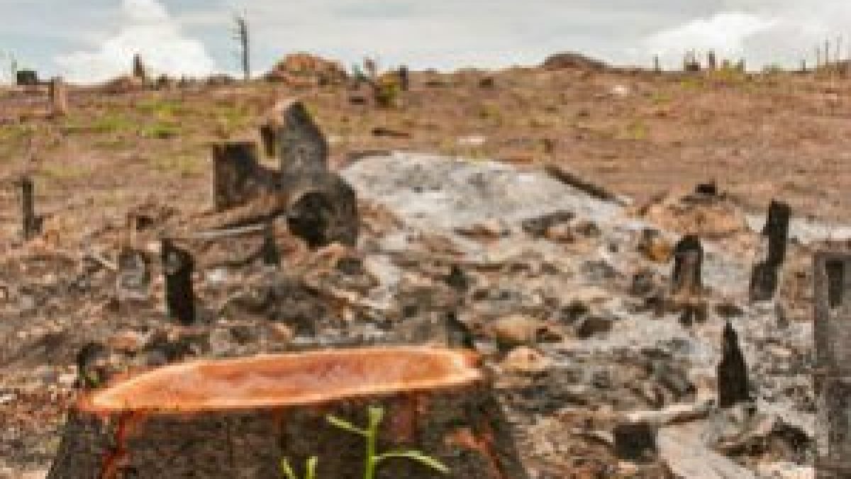 India to host COP-14 of UNCCD