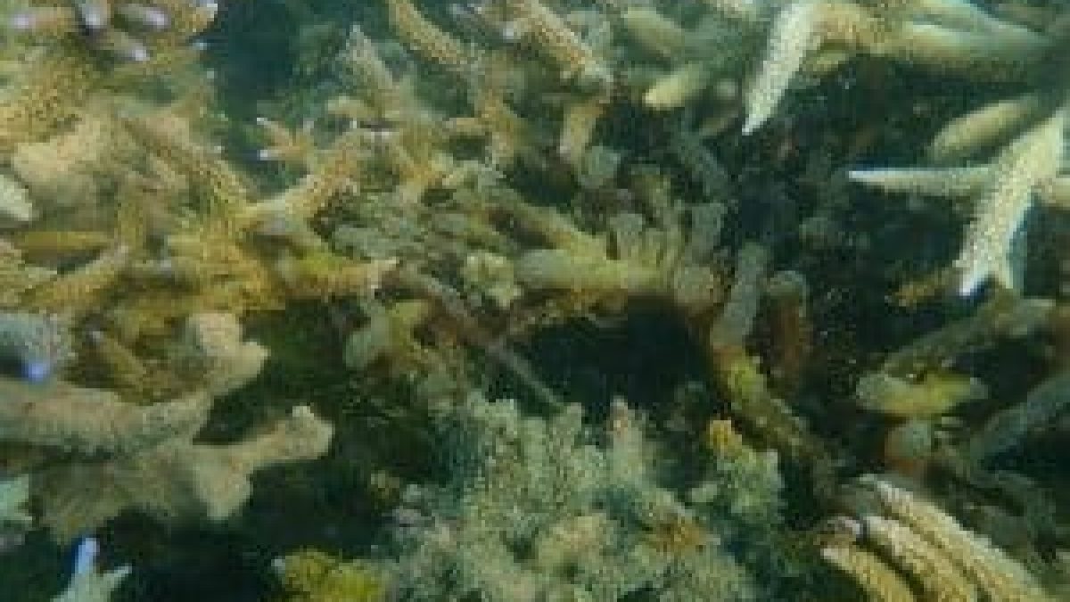 Kappaphycus alvarezii seaweed spreads to coral reef areas in Valai island in GoM
