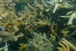 Kappaphycus alvarezii seaweed spreads to coral reef areas in Valai island in GoM