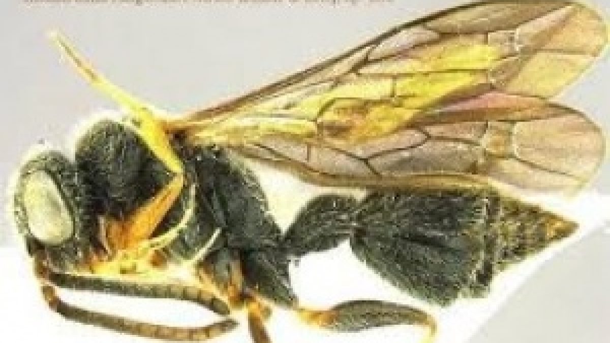 New species of wasp Kudak Lumia Rangnekar identified in Goa