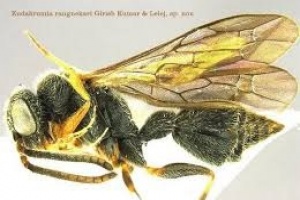 New species of wasp Kudak Lumia Rangnekar identified in Goa