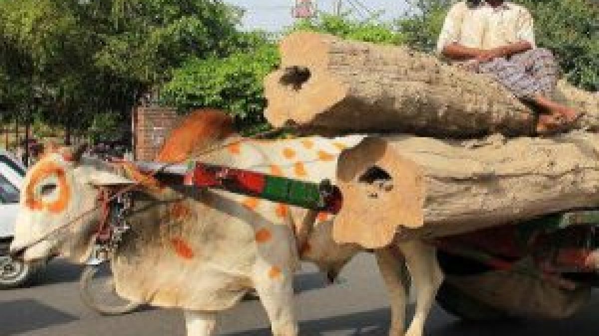 Punjab and Haryana High Court has accorded the status of legal person or entity to animals