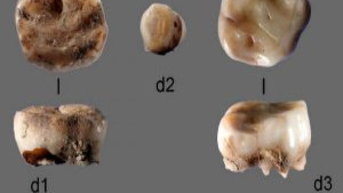 Researchers found 2 childrens milk teeth in north eastern Siberia