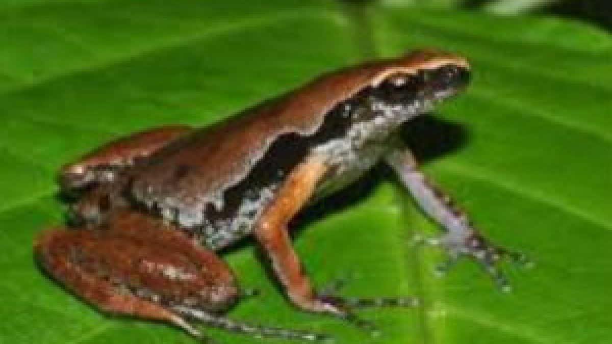 Scientists has discovered a new frog species in the Northeast