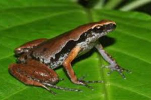 Scientists has discovered a new frog species in the Northeast