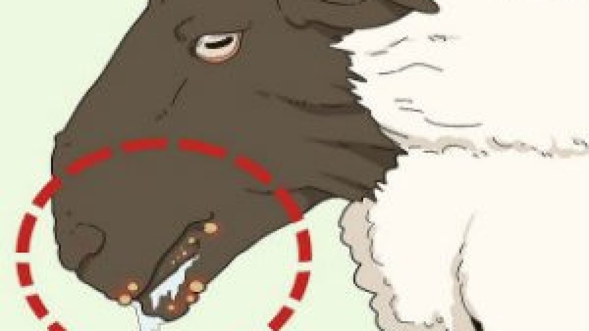 Union Cabinet approved the Brucellosis control program to improve the health of animals