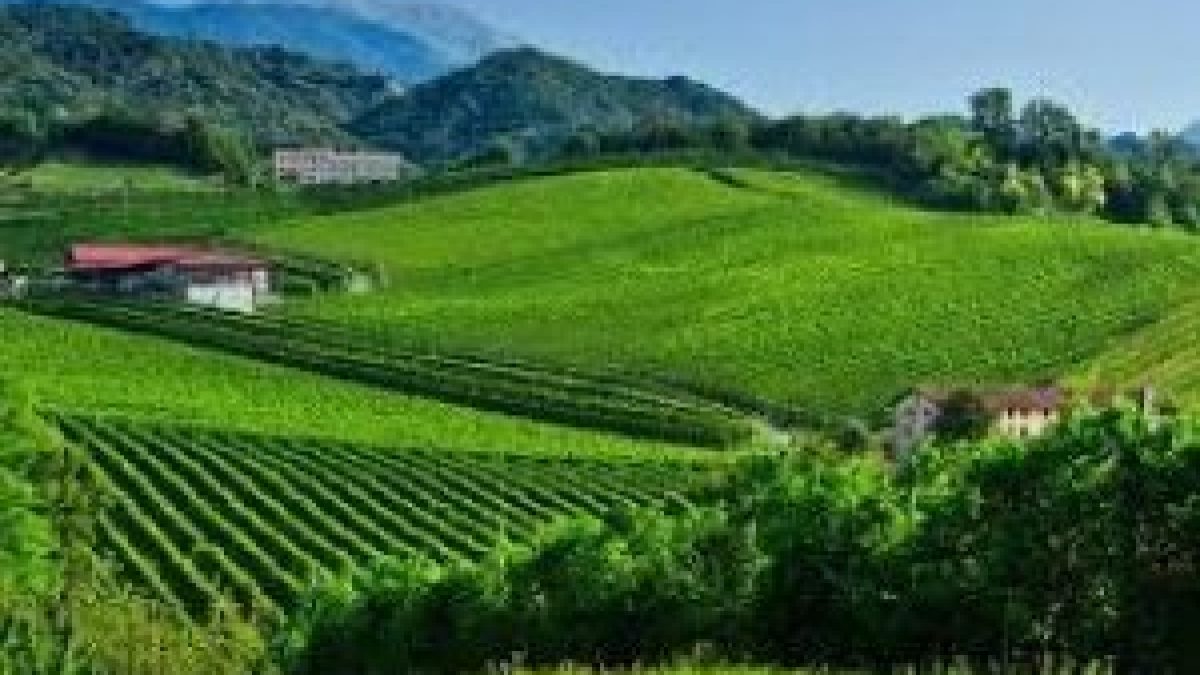 The Prosecco hills of Italy is added to Unesco's World Heritage list