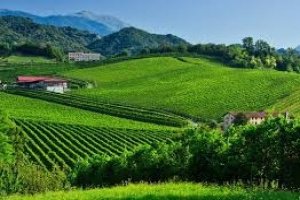 The Prosecco hills of Italy is added to Unesco's World Heritage list
