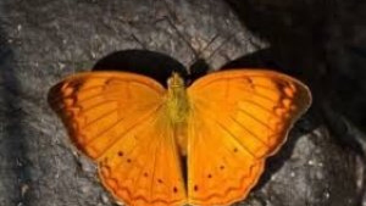 Tamil Yeoman declared State Butterfly of Tamil Nadu