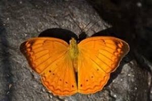 Tamil Yeoman declared State Butterfly of Tamil Nadu