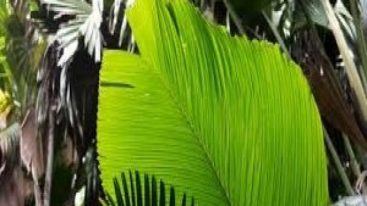 International Day of the Tropics 29 June