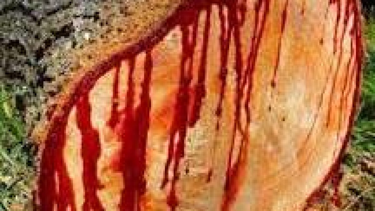 Dragon blood-oozing Tree