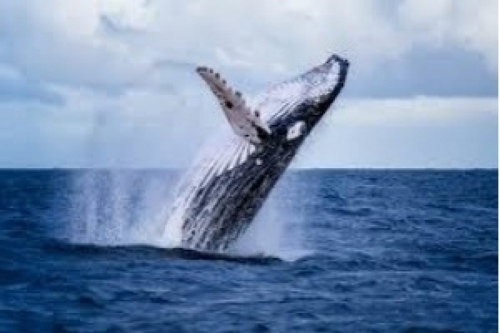 Japan resumed commercial whaling for the first time in more than 30 years