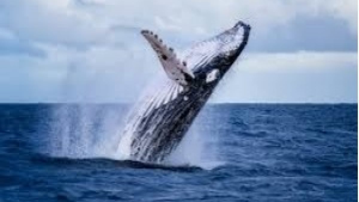 Japan resumed commercial whaling for the first time in more than 30 years