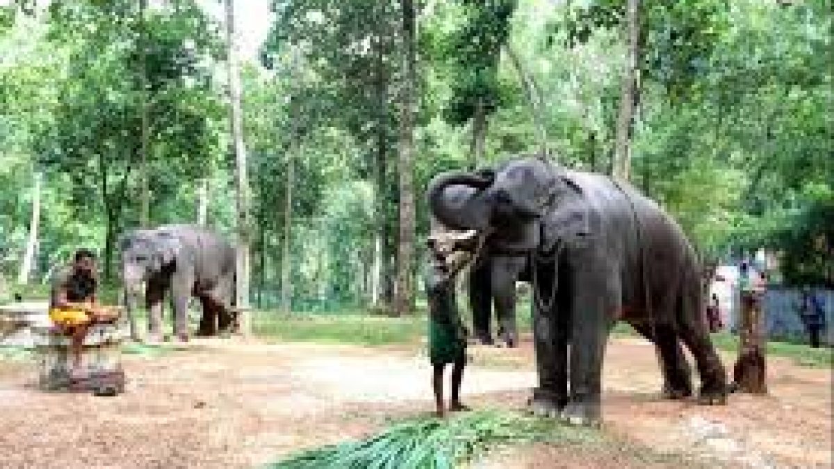 First elephant rehabilitation centre of india in the works at Kerala’s Kottoor