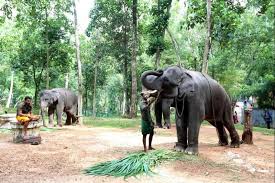 First elephant rehabilitation centre of india in the works at Kerala’s Kottoor