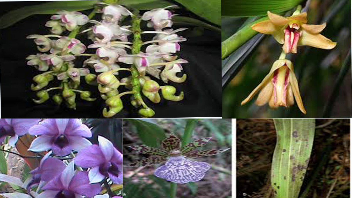 India hosts 1256 species of orchid