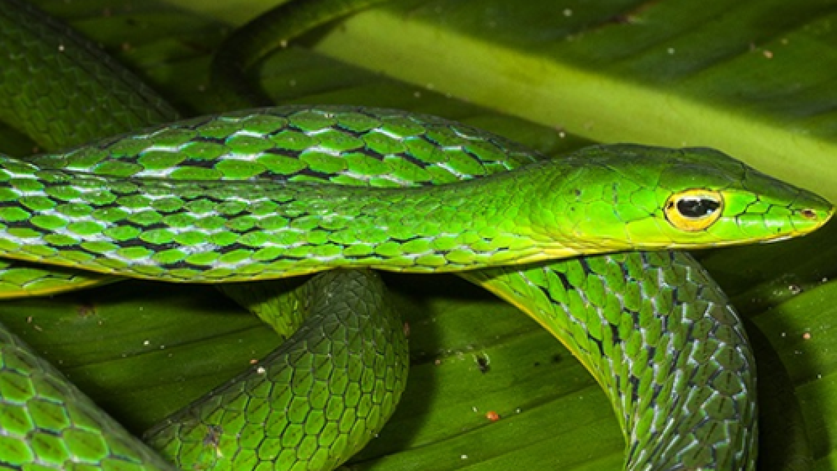 Vine Snake