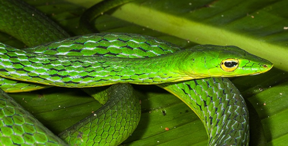 Vine Snake