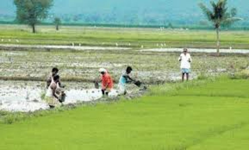West Bengal launches free crop insurance scheme for farmers