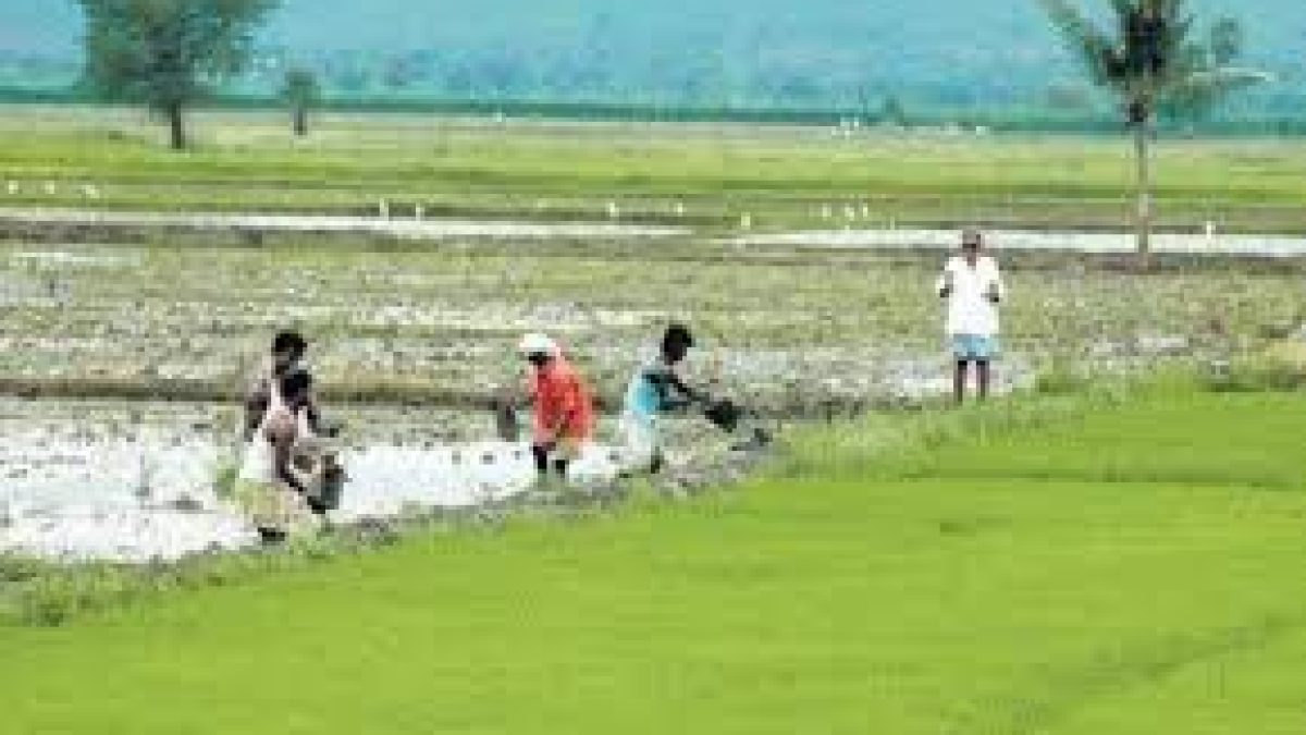 West Bengal launches free crop insurance scheme for farmers