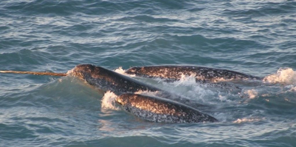 Trudeau announces protected marine area in Arctic region of Canada
