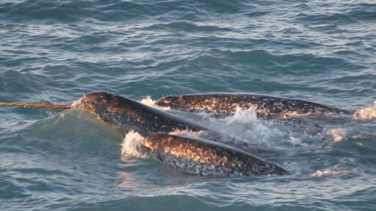Trudeau announces protected marine area in Arctic region of Canada