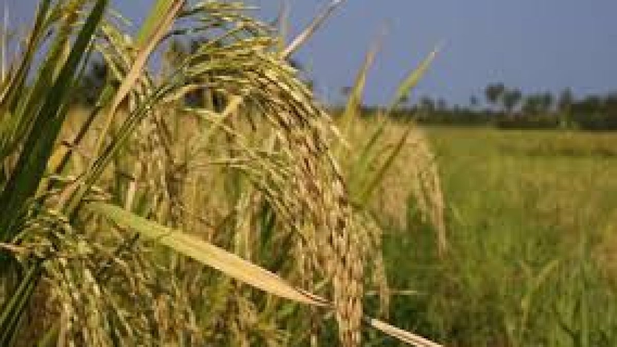 4th Advance Estimates of production of major crops for 2018-19