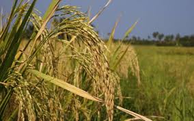 4th Advance Estimates of production of major crops for 2018-19