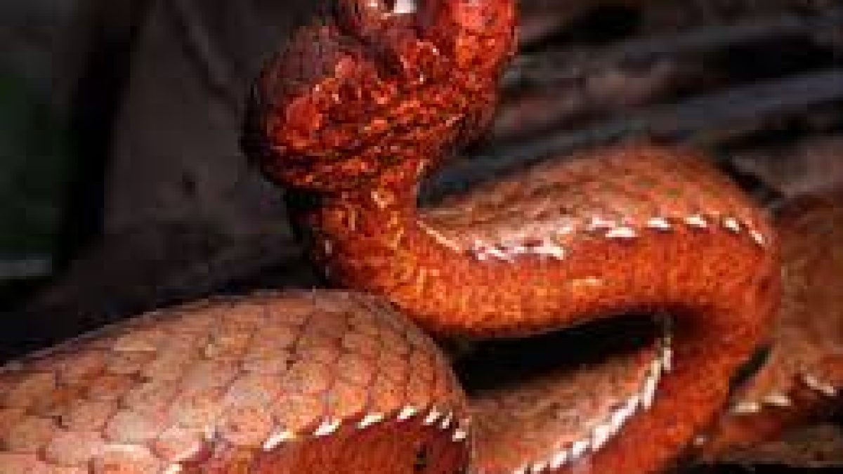 New snake species - Trachischium apteii found in Arunachal