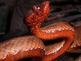 New snake species - Trachischium apteii found in Arunachal