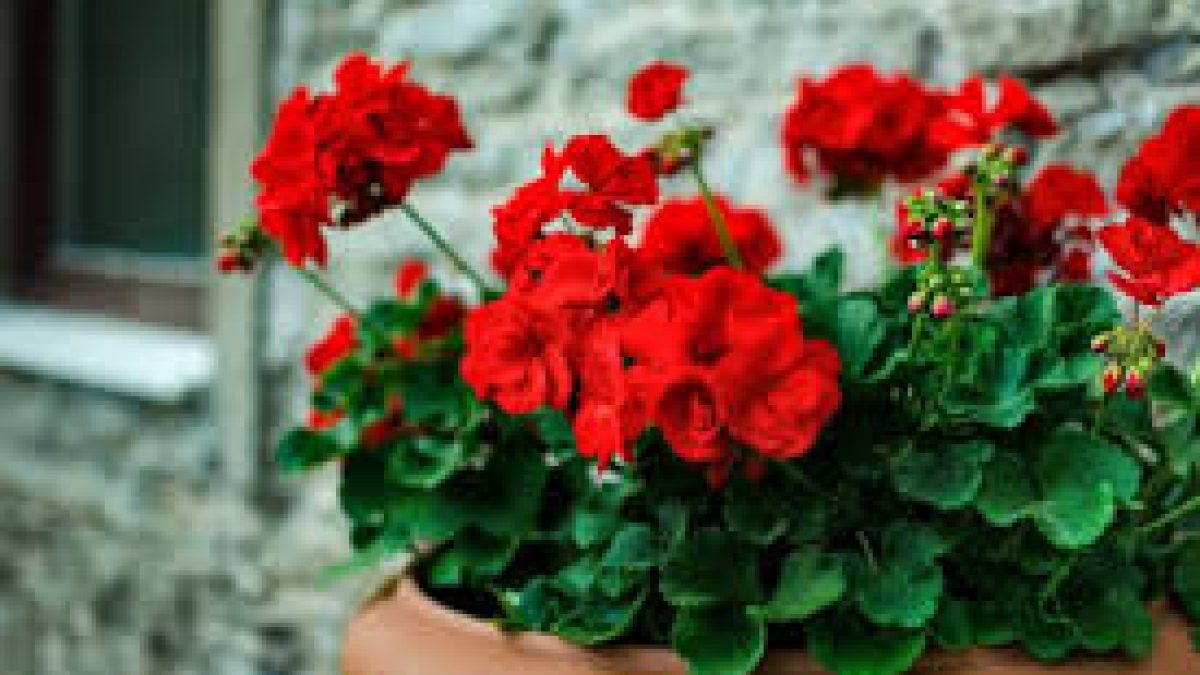 New technology to boost production of Geranium