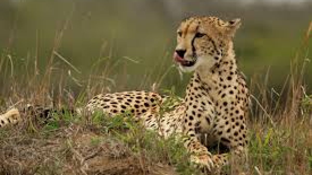 SC allows to introduce of African cheetah in India
