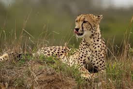 SC allows to introduce of African cheetah in India