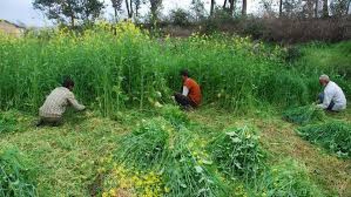 Agri Product Clusters set up in 8 States