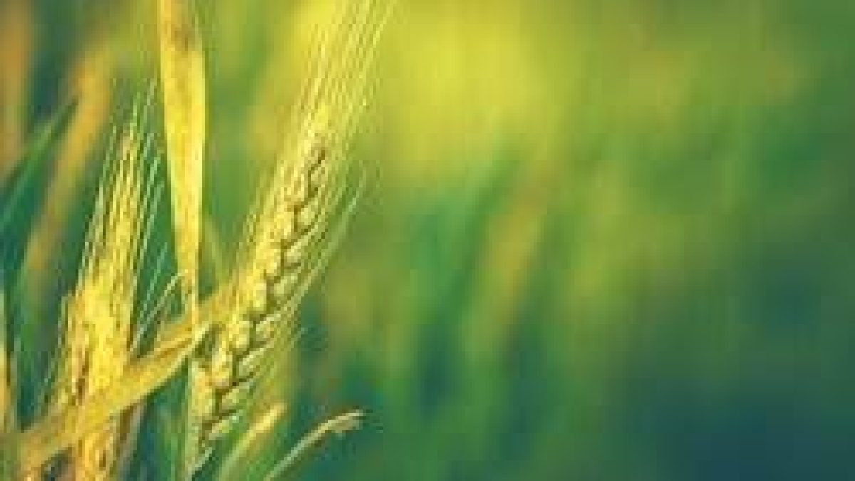 Tamil Nadu CM unveils Direct CTO scheme for green category industries