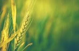 Tamil Nadu CM unveils Direct CTO scheme for green category industries