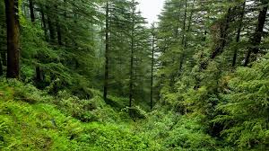 FAC has approved the Green Credit Scheme