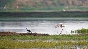 Kaziranga National Park records 96 species of wetland birds