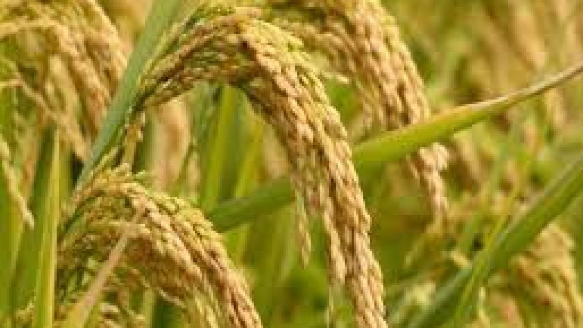 NCML releases first estimate of rabi crop