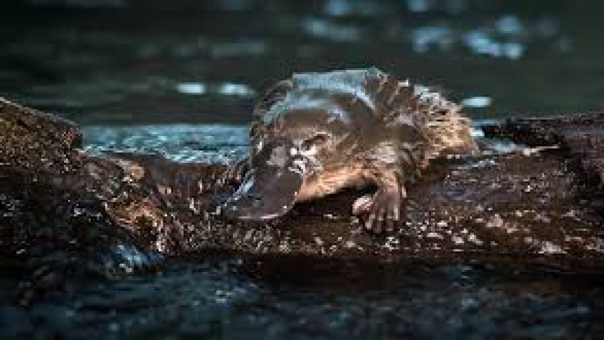 Platypus of Australia under threat from climate change