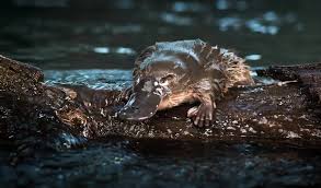 Platypus of Australia under threat from climate change